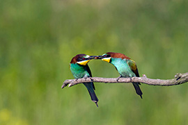 птицы национального парка Донау-Ауэн 