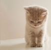 Британские котята кремового окраса - в разведение